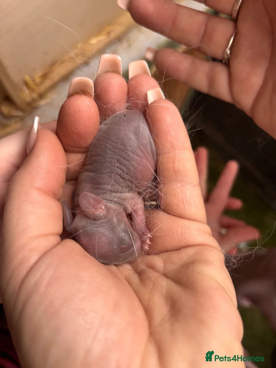 Mini Lop rabbits for sale: Mini lops  - Advert 2