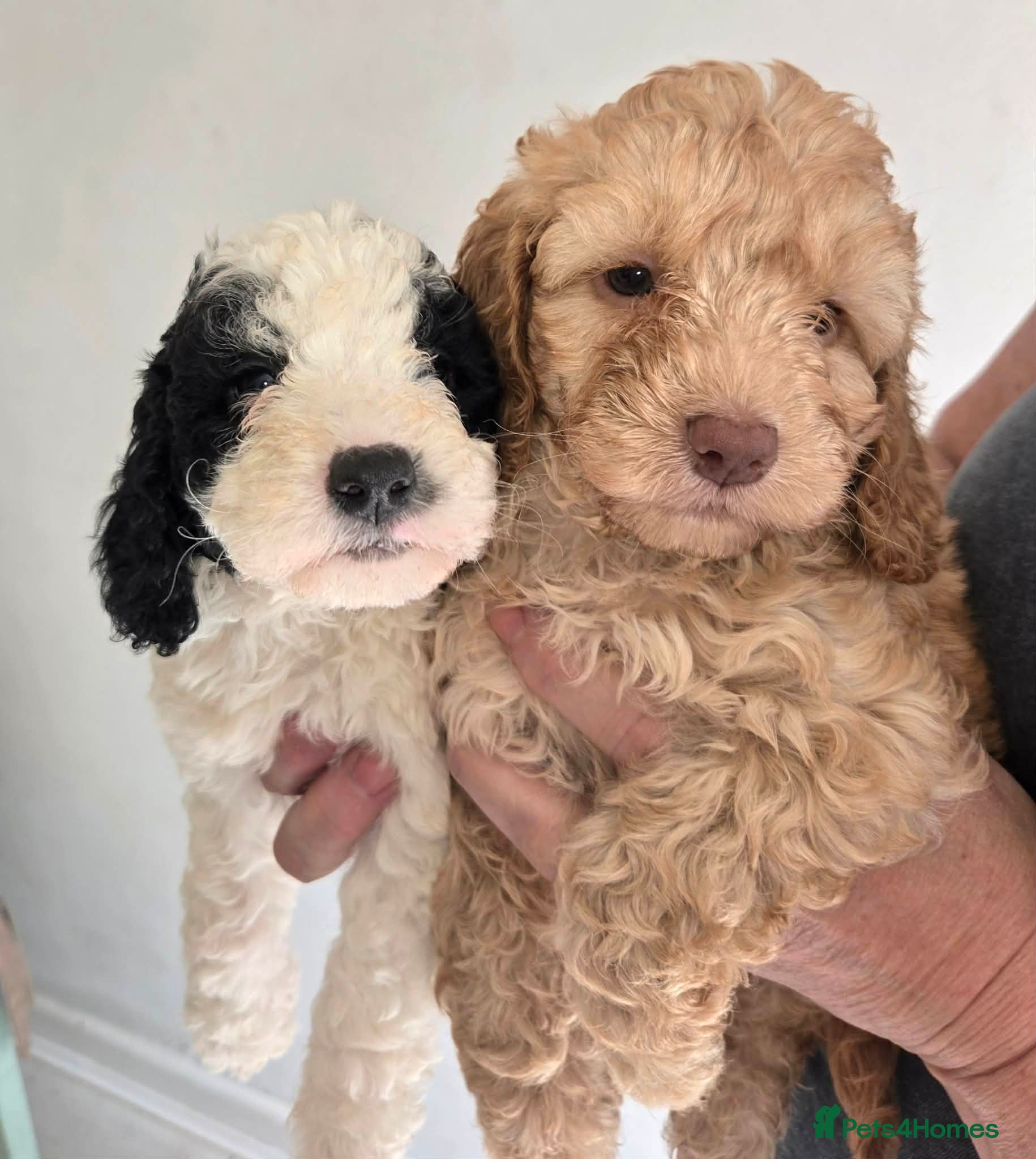 Cockapoo dogs F1 Cockapoo girl puppies  - Advert 12