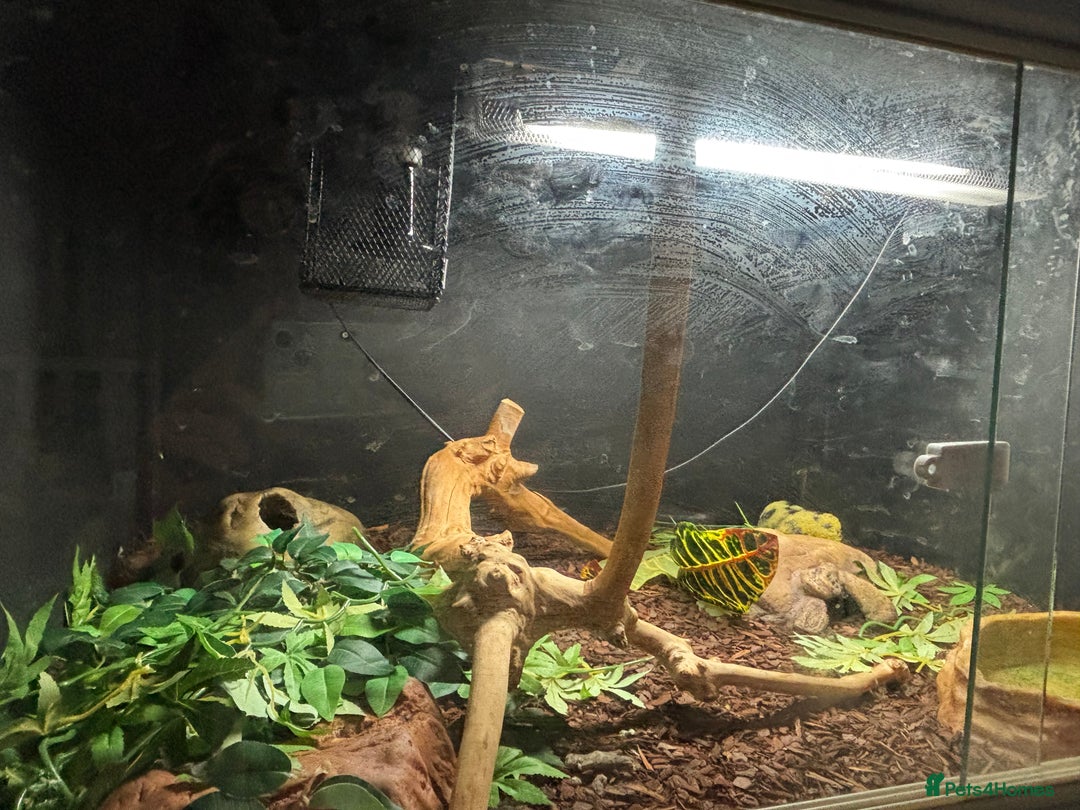 Python Snake reptiles for sale: Royal python for sale  - Image 3