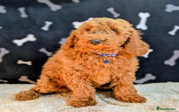 Miniature Poodle dogs for sale: Miniature Poodle Puppies for Sale! - Image 6