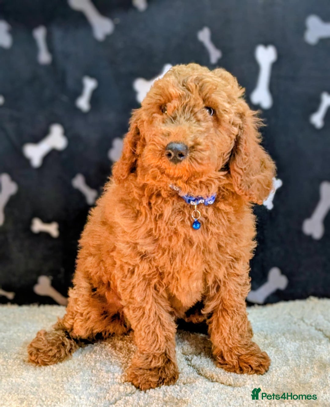 Miniature Poodle dogs for sale: Miniature Poodle Puppies for Sale! - Image 6