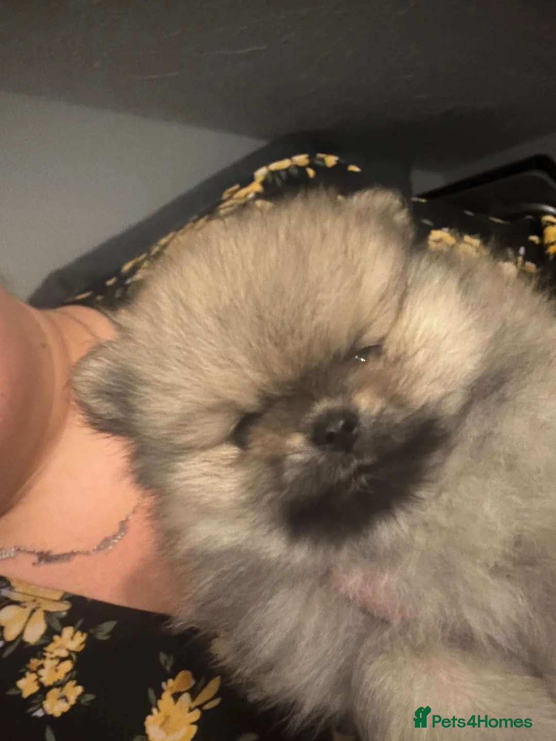 Pomeranian dogs for sale: Beautiful KC Registered Pomeranian Puppies - Advert 18