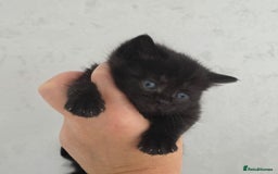 British Shorthair cats for sale: NICE BLACK KITTENS LOOKING FOR NEW HOME  - Image 16