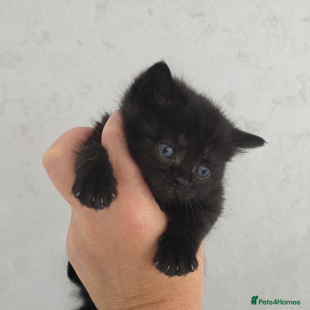 British Shorthair cats for sale: NICE BLACK KITTENS LOOKING FOR NEW HOME  - Image 16
