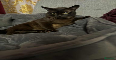 Burmese cats - Advert 14