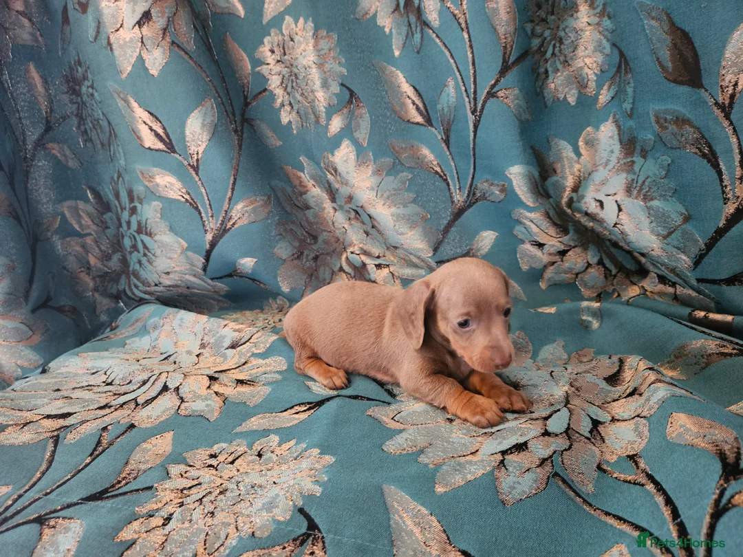 Miniature Dachshund dogs for sale: Miniature dachshund - Advert 12