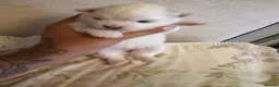 Pomeranian dogs for sale: 4 beautiful white Pomeranian boys  in Gloucester - Advert 26