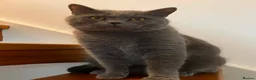 British Shorthair cats for sale: 💙 British Shorthair Male & Female 🐾 - Advert 4