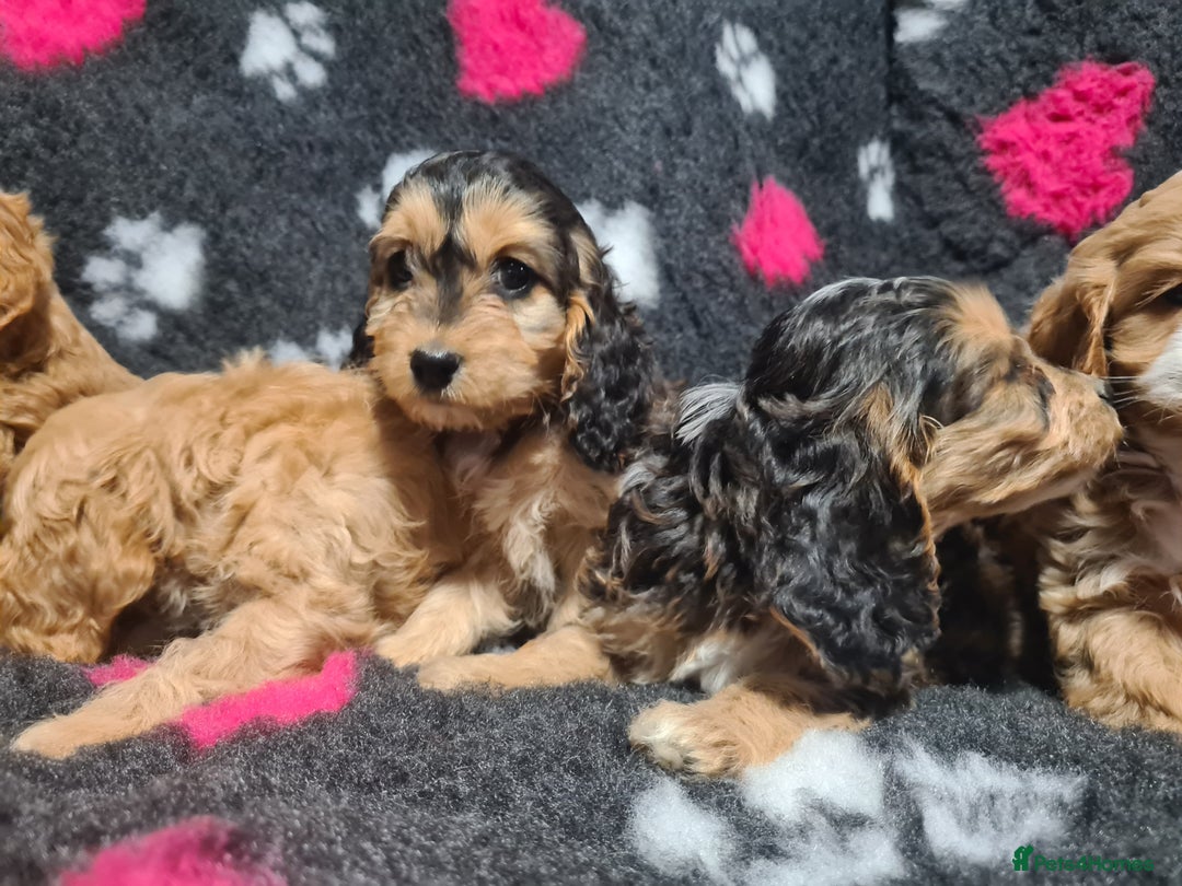 Cockapoo dogs for sale: Amazing F1 Mini Cockapoos  - Advert 5