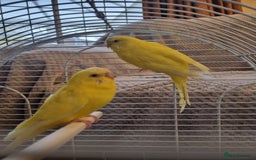 Budgerigars birds for sale: Budgies lutino for sale  - Image 9