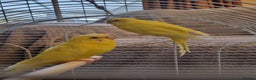 Budgerigars birds for sale: Budgies lutino for sale  - Advert 9