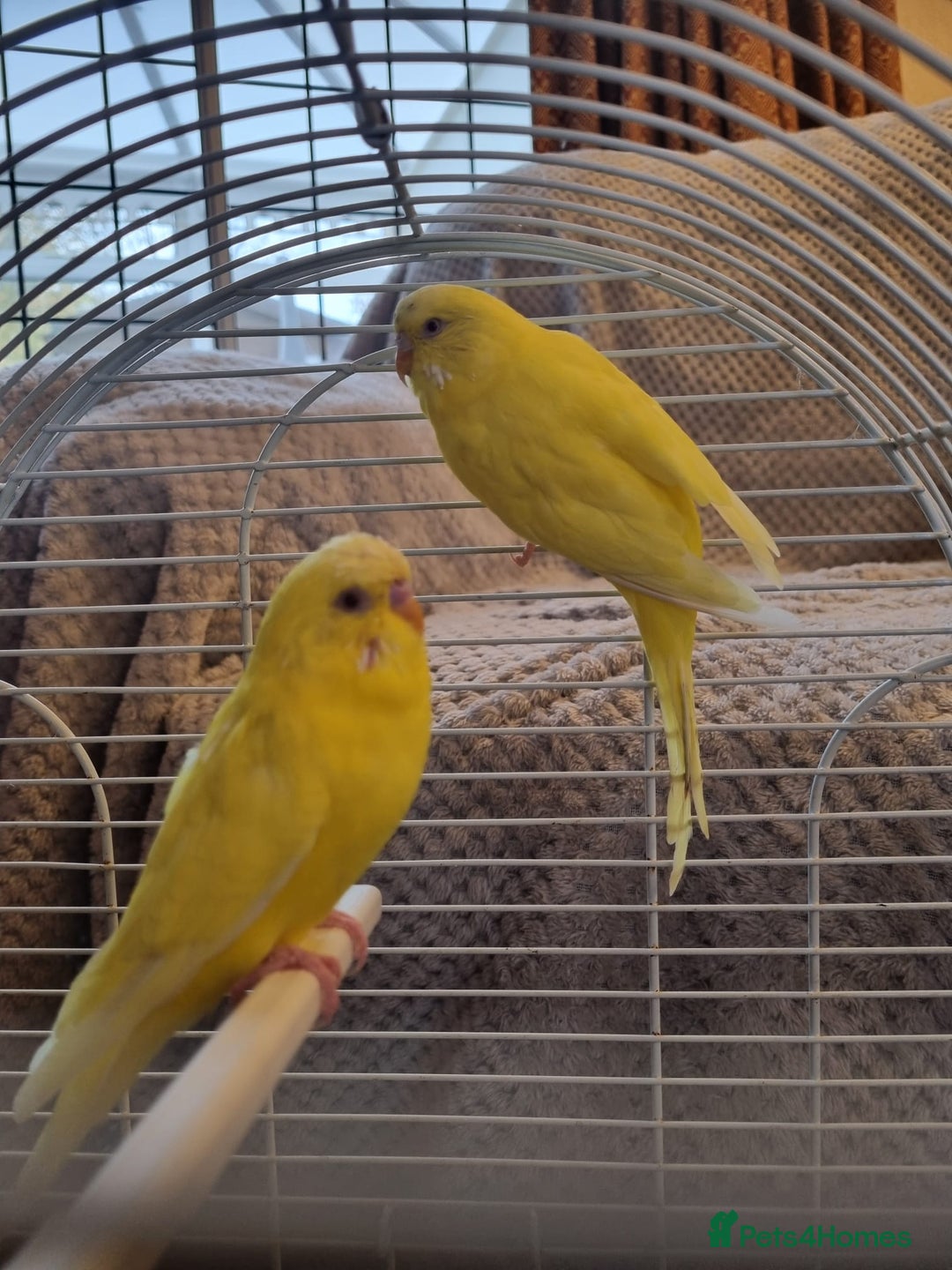 Budgerigars birds for sale: Budgies lutino for sale  - Image 9