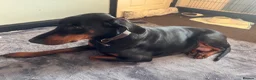 Dobermann dogs for sale: American x European Dobermann Pinscher Pups in Alfreton - Advert 30