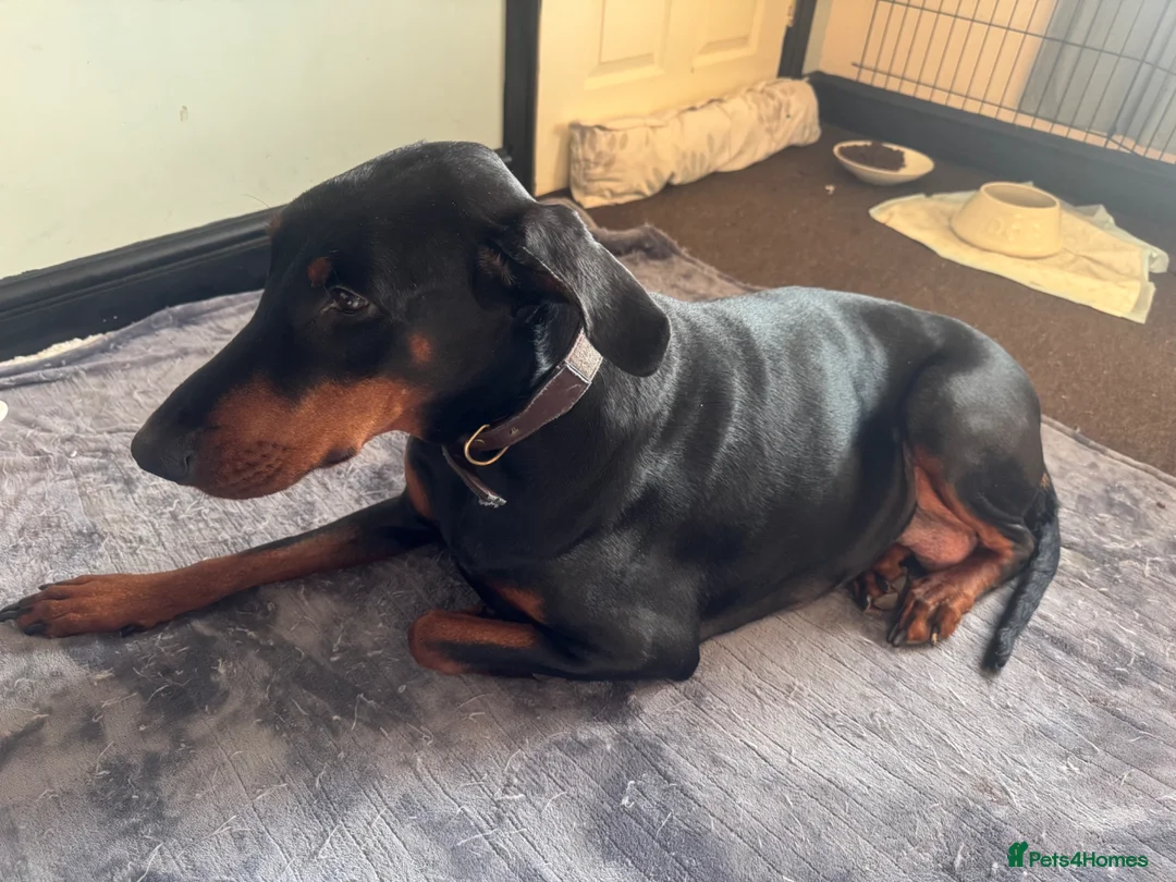 Dobermann dogs for sale: American x European Dobermann Pinscher Pups in Alfreton - Advert 30