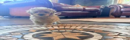 Cairn Terrier dogs for sale: STUNNING cairn-oodle pups 🐾 CUTE bundles of fluff - Advert 3