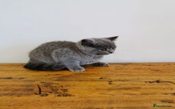 British Shorthair cats for sale: REDUCED LAST 4 REMAINING! TICA BRITISH SHORTHAIRS - Image 8