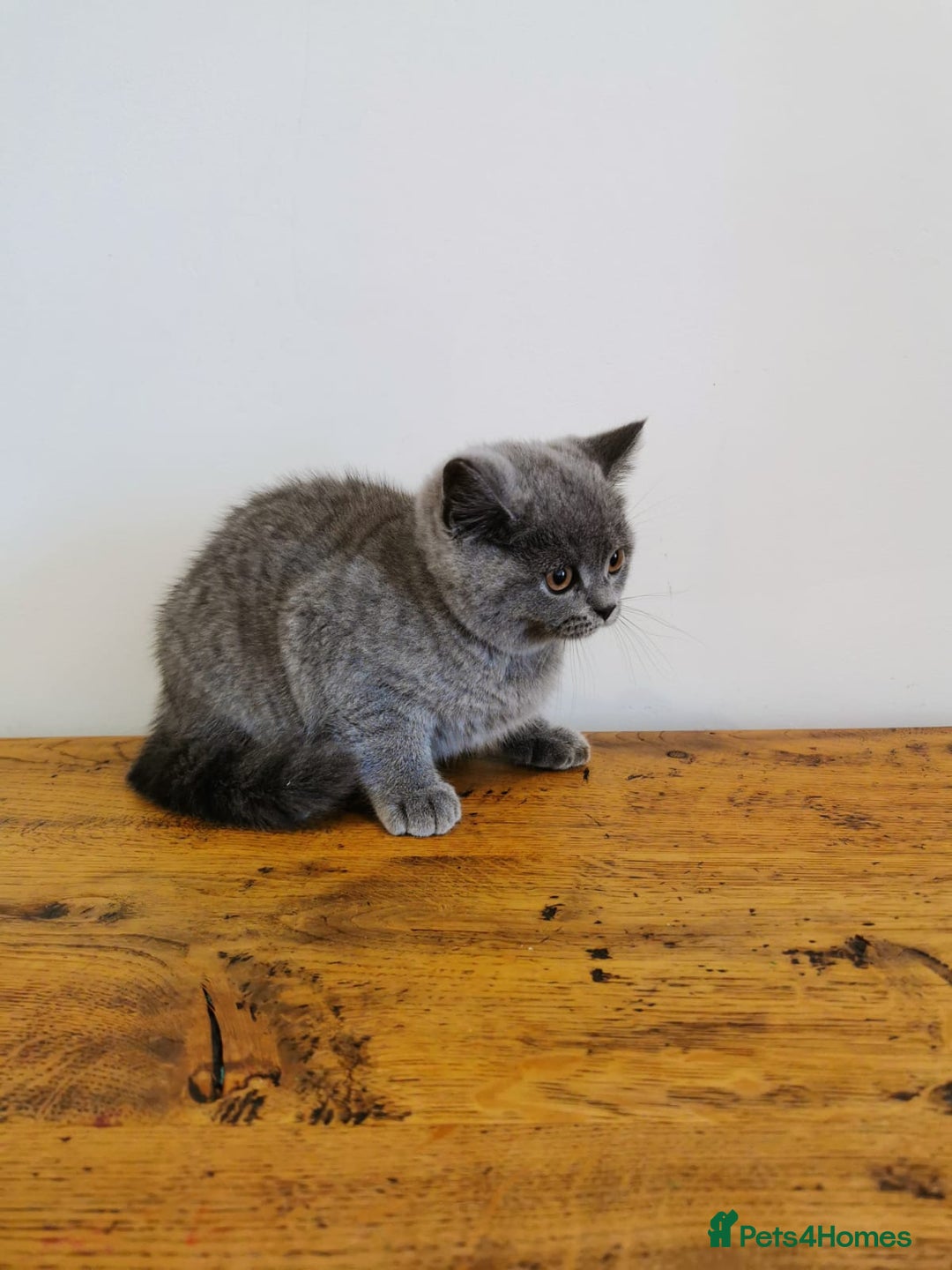 British Shorthair cats for sale: REDUCED LAST 4 REMAINING! TICA BRITISH SHORTHAIRS - Image 8