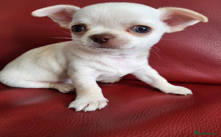 Chihuahua dogs - Advert 14