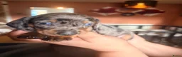 Dachshund dogs for sale: Beautiful Dachshund Puppies Ready for Loving Homes - Advert 16