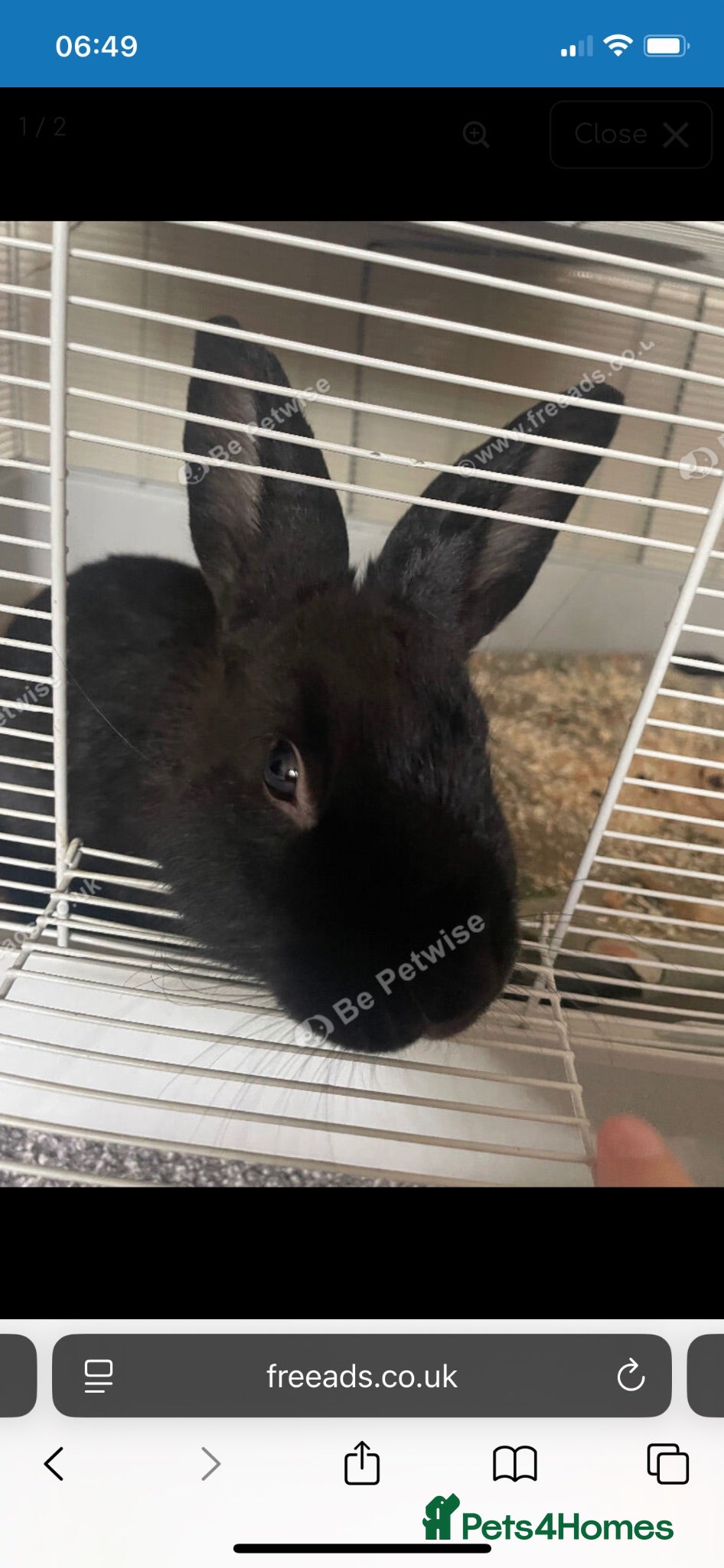 Mixed Breed rabbits 6 month old, beautiful black male rabbit  - Advert 1