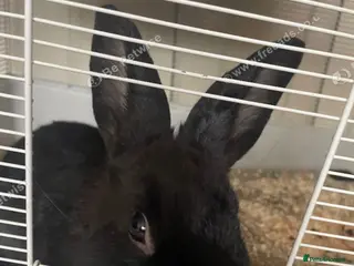 Mixed Breed rabbits 6 month old, beautiful black male rabbit - Advert 1