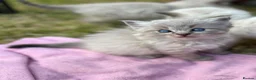 Ragdoll cats for sale: Blue Lynx Ragdoll kittens - Advert 20