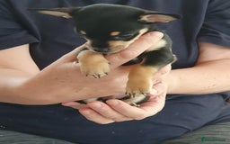Chiweenie dogs for sale: Chihuahua pups - Image 6