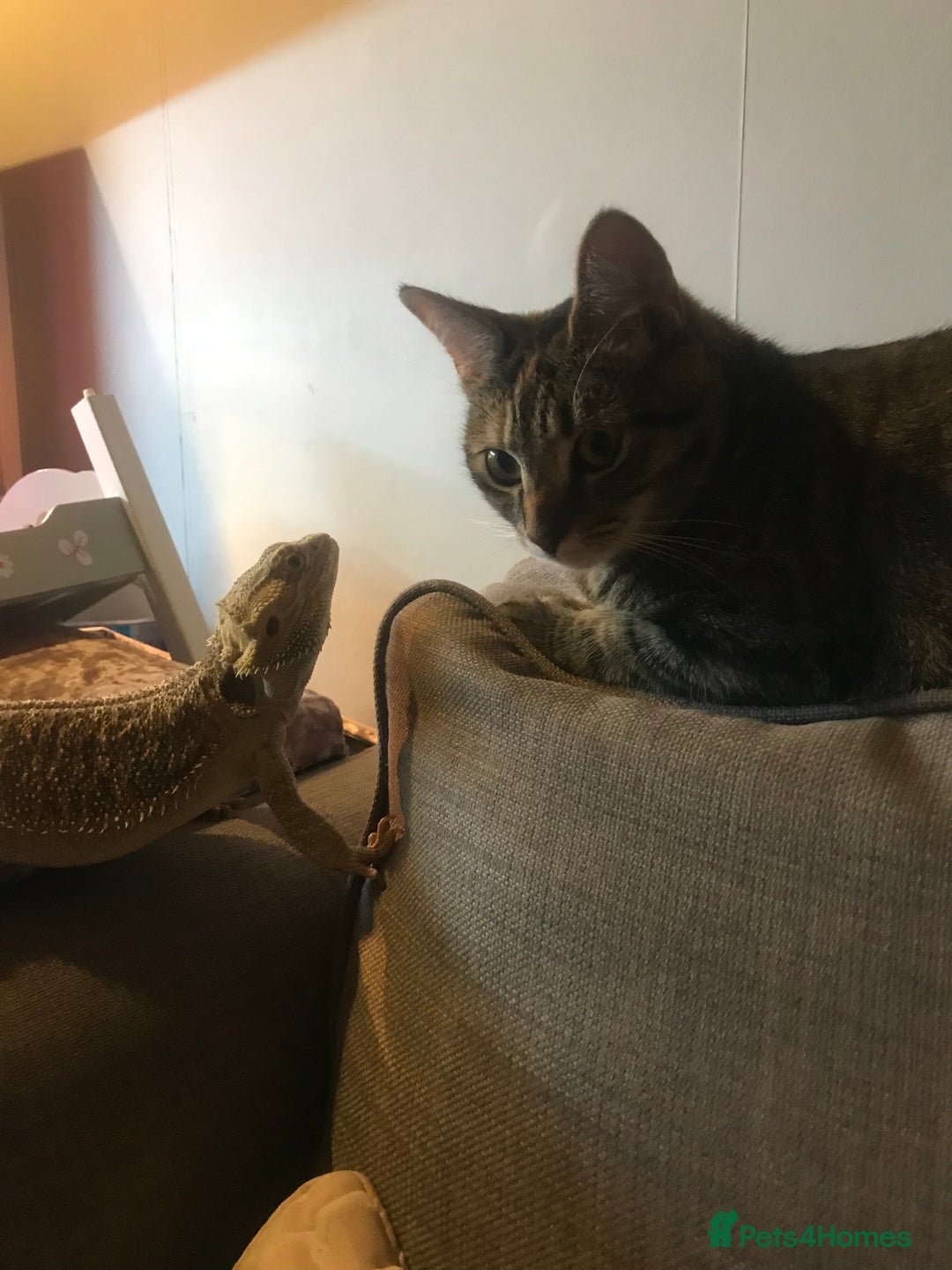 Bearded Dragon reptiles for sale: Bearded dragon boy names Loki the lizard  - Image 11