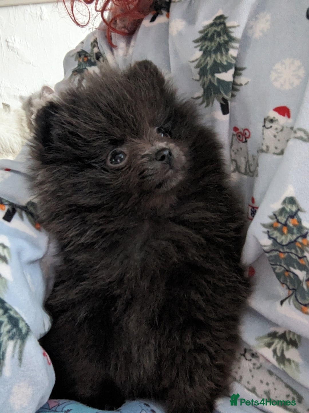 Pomeranian dogs for sale: Pomeranian Blue girl left!   - Advert 3