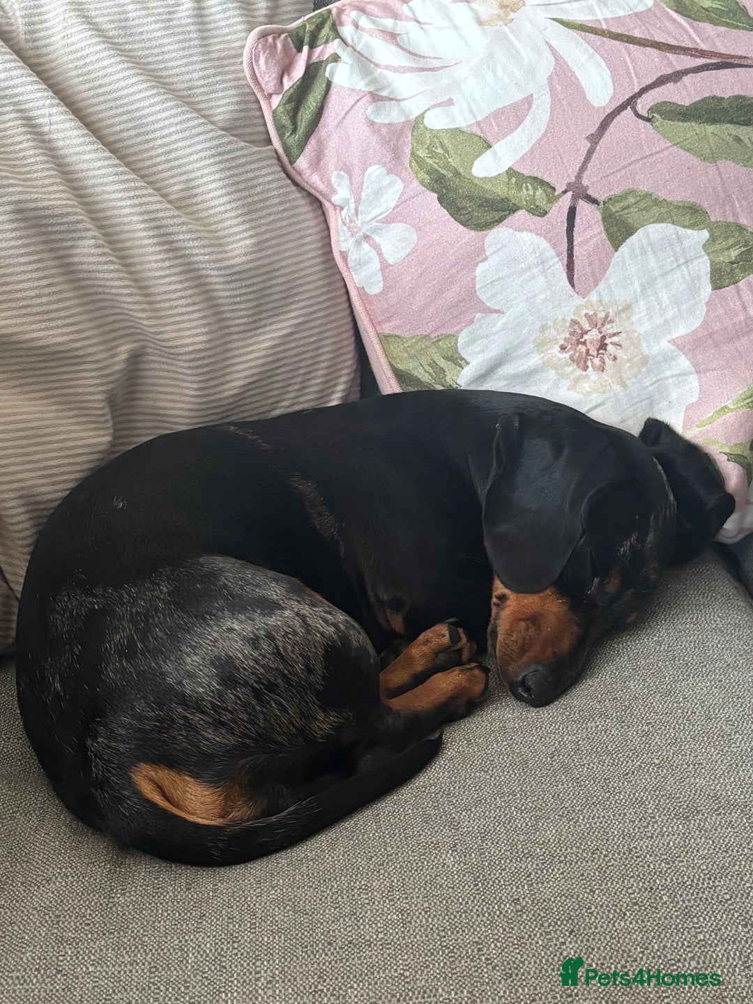 Miniature Dachshund dogs for sale: Miniature dachshund  - Image 1