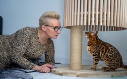Bengal cats for sale: One of the kind Bengal Female -TICA reg.-Wild look - Image 7