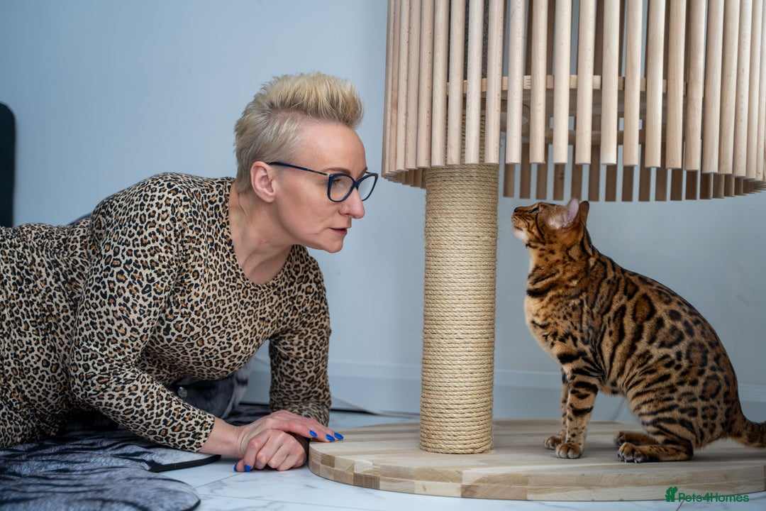 Bengal cats for sale: One of the kind Bengal Female -TICA reg.-Wild look - Image 7