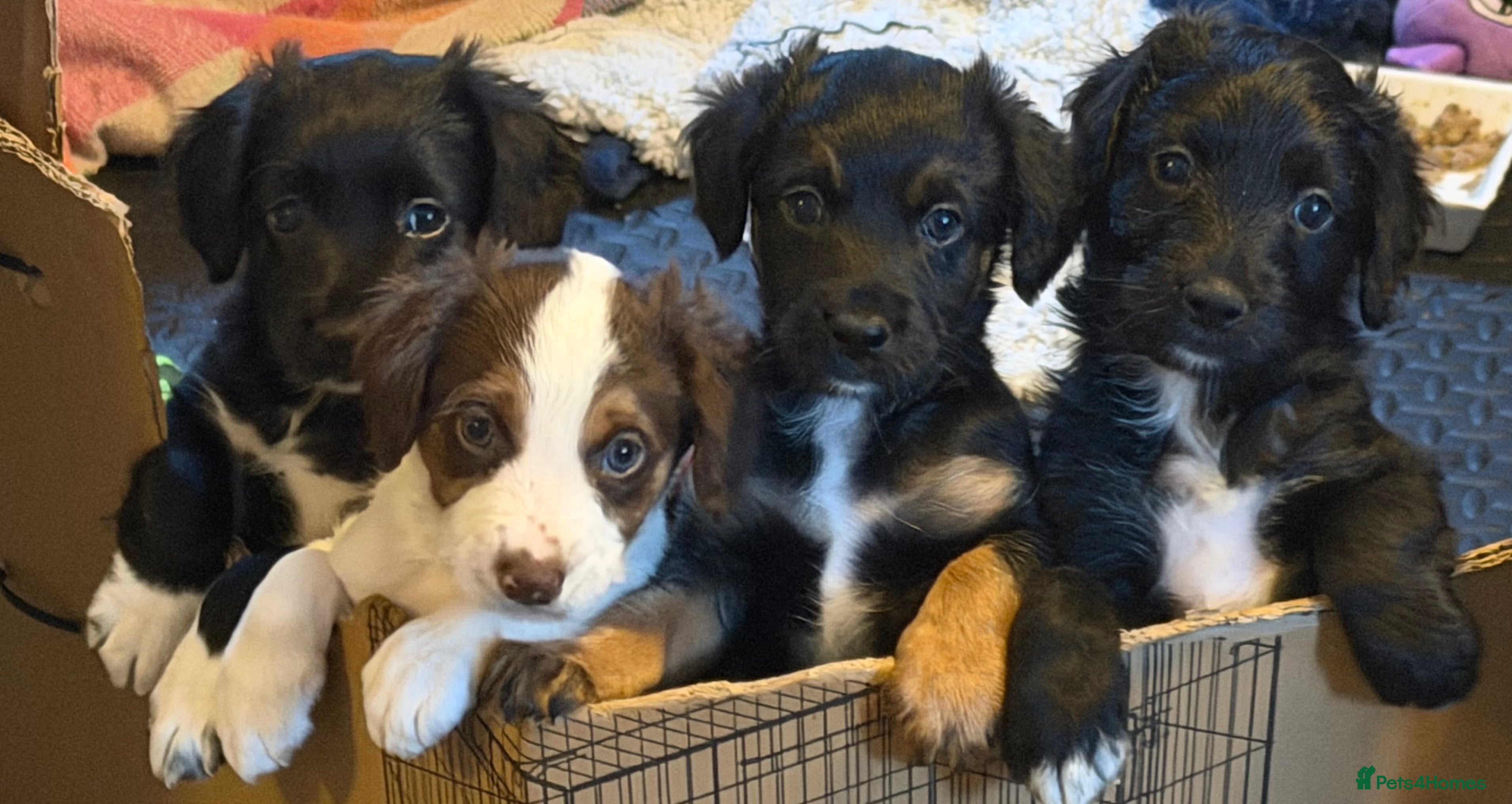 Mixed Breed dogs Lovely Cockapoo/Border Collie pups. Ready at wk 10 - Advert 1
