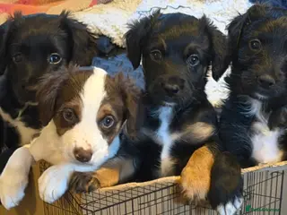 Mixed Breed dogs Lovely Cockapoo/Border Collie pups. Ready at wk 10 - Advert 1