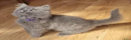 British Longhair cats for sale: Gorgeous British Blue longhair kittens - Advert 4