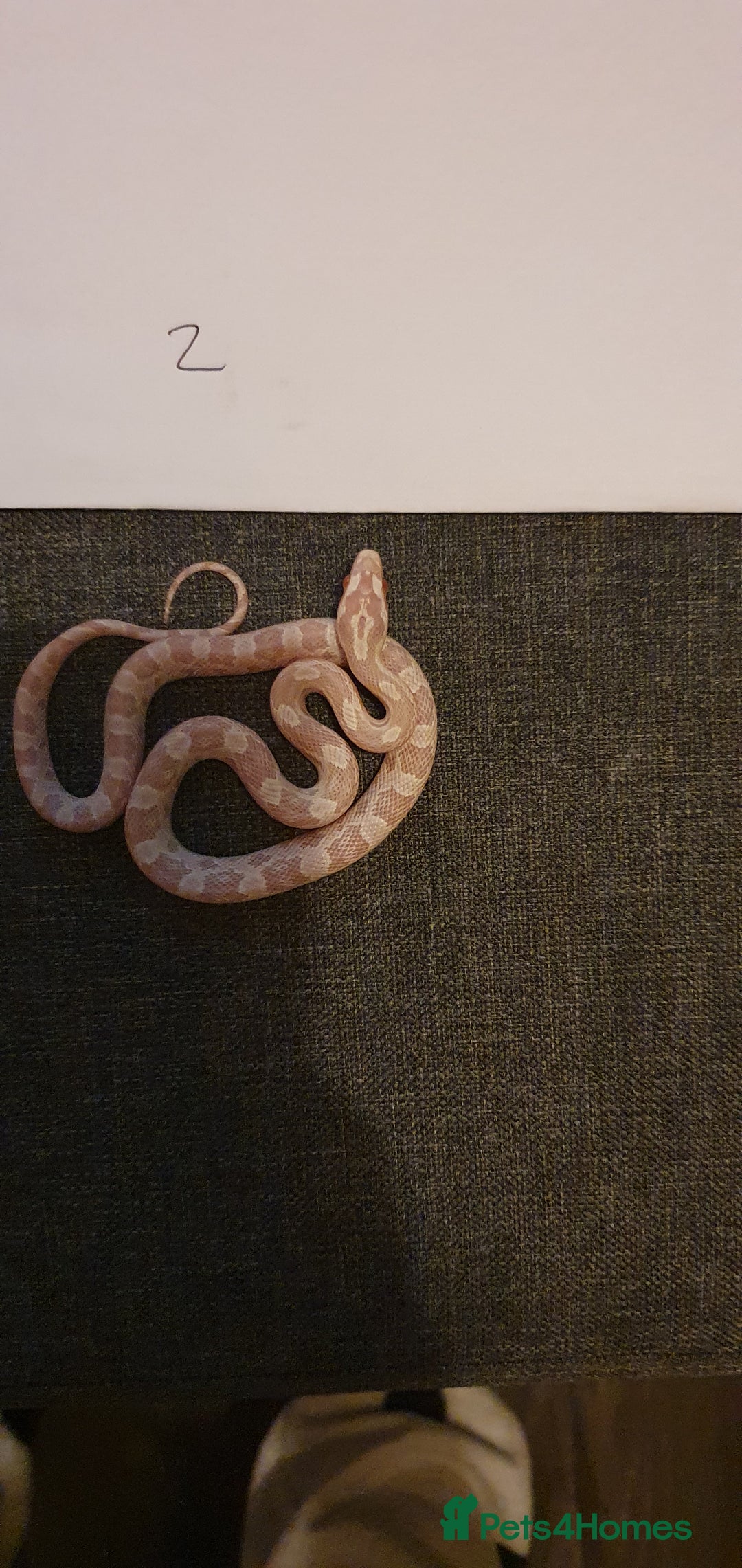 Corn Snake reptiles for sale: 🐍2 left ready to go 🐍 - Image 2