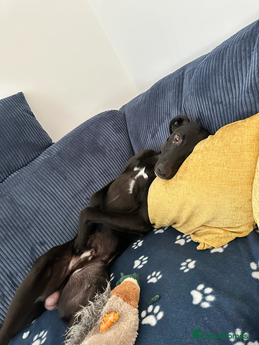 Mixed Breed dogs for sale: Milo - Lurcher x Greyhound male 11month  - Advert 2