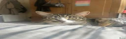 Mixed Breed cats for sale: Miles - Bengal/Tabby Cat for Sale (Rehoming£  in Nottingham - Advert 2