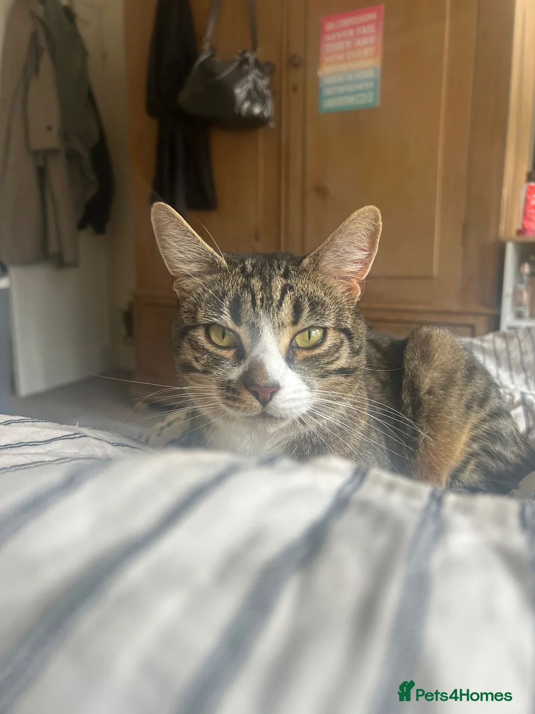 Mixed Breed cats for sale: Miles - Bengal/Tabby Cat for Sale (Rehoming£  in Nottingham - Advert 2