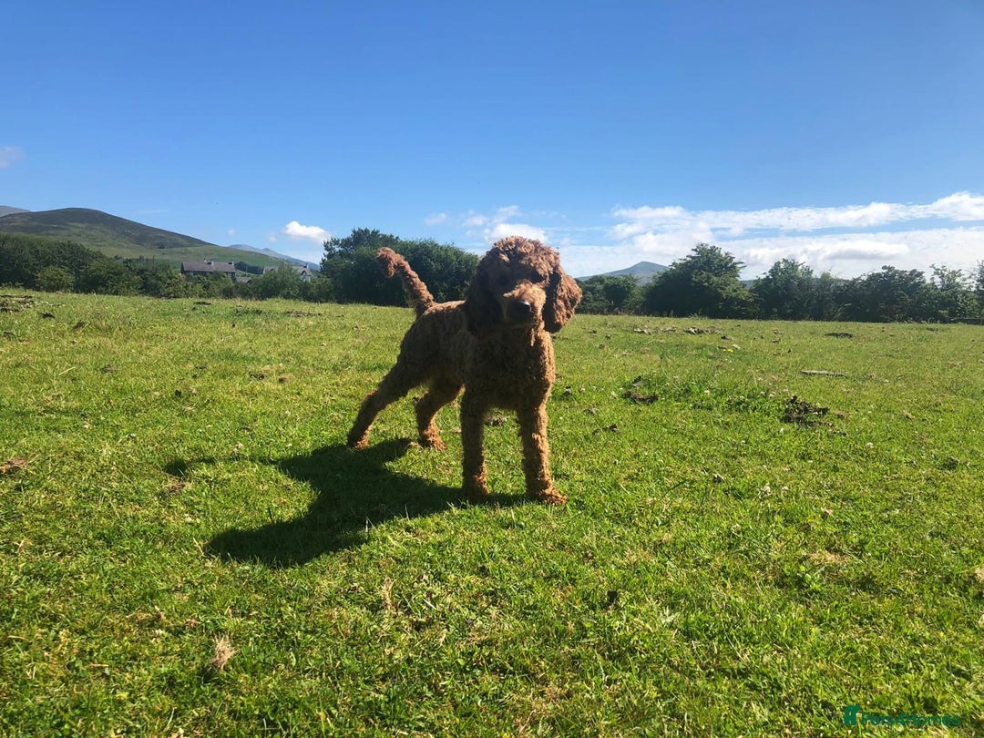 Labradoodle dogs for sale: Red curly labradoodles (F1b) - Image 17