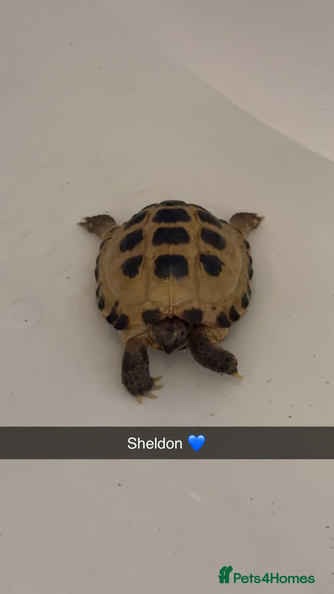 Tortoise reptiles for sale: 3 year old horsfield tortoise brothers for sale  - Advert 3