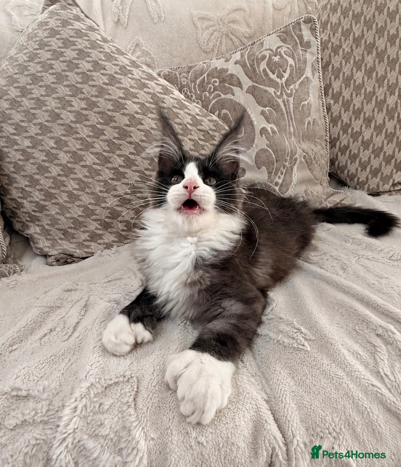 Maine Coon cats Maine coon polydactyl boy available on active  - Advert 16
