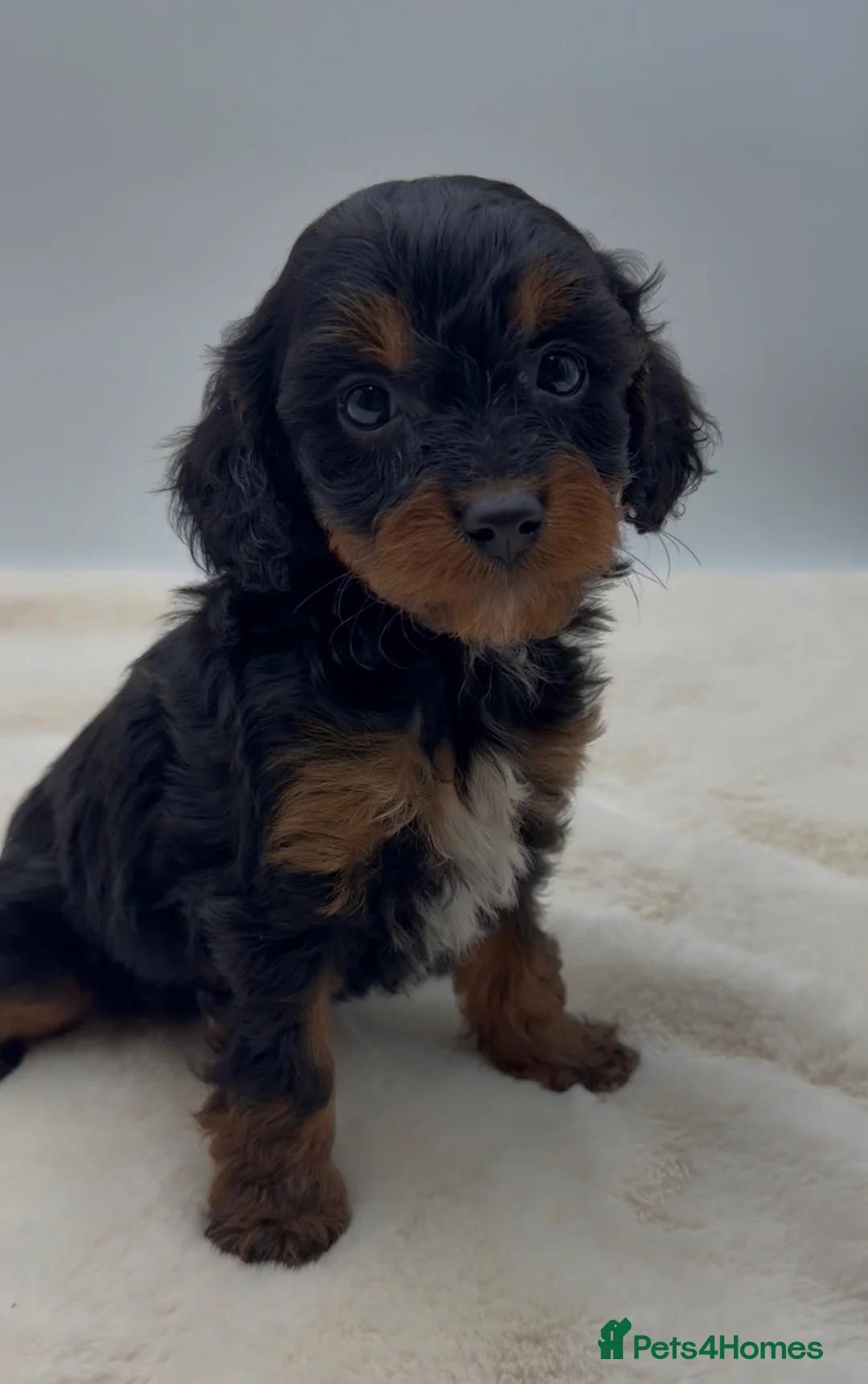 Cavapoo dogs for sale: Toy cavapoo puppies  - Advert 8