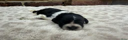 Brittany Spaniel dogs for sale: Working Brittany’s  - Advert 1