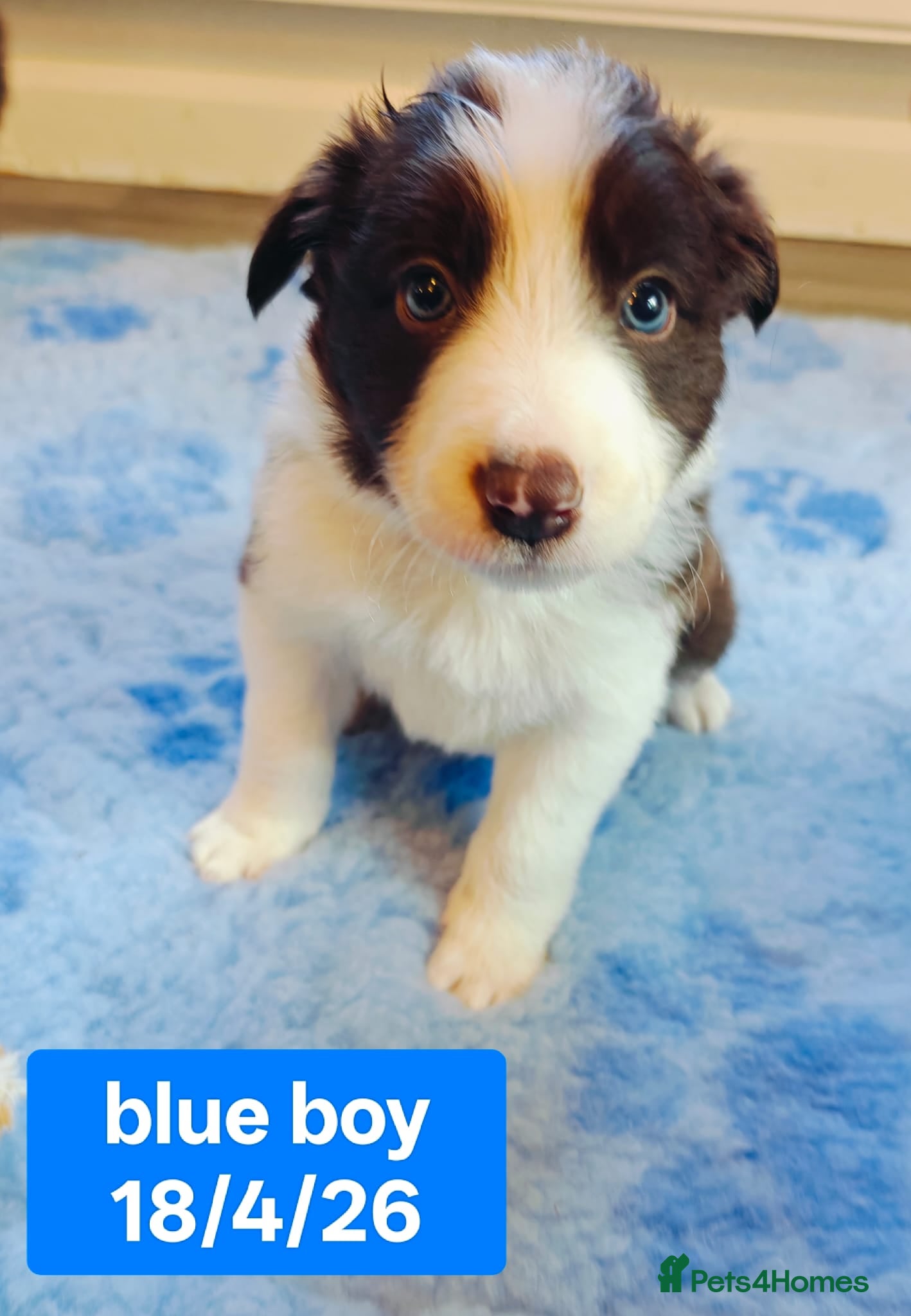 Border Collie dogs Stunning pure bred Red & White Border collie pups - Advert 1