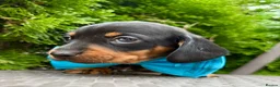 Dachshund dogs for sale: Miniature Dachsund Pups - Advert 11
