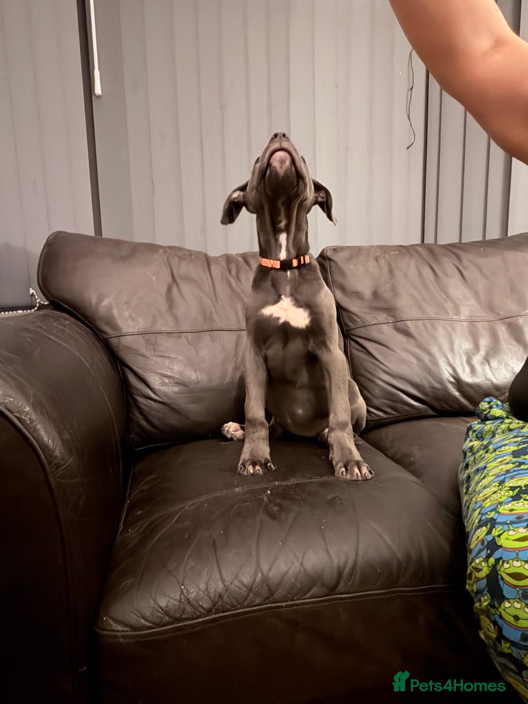 Cane Corso dogs for sale: Cane corso puppies - Advert 10