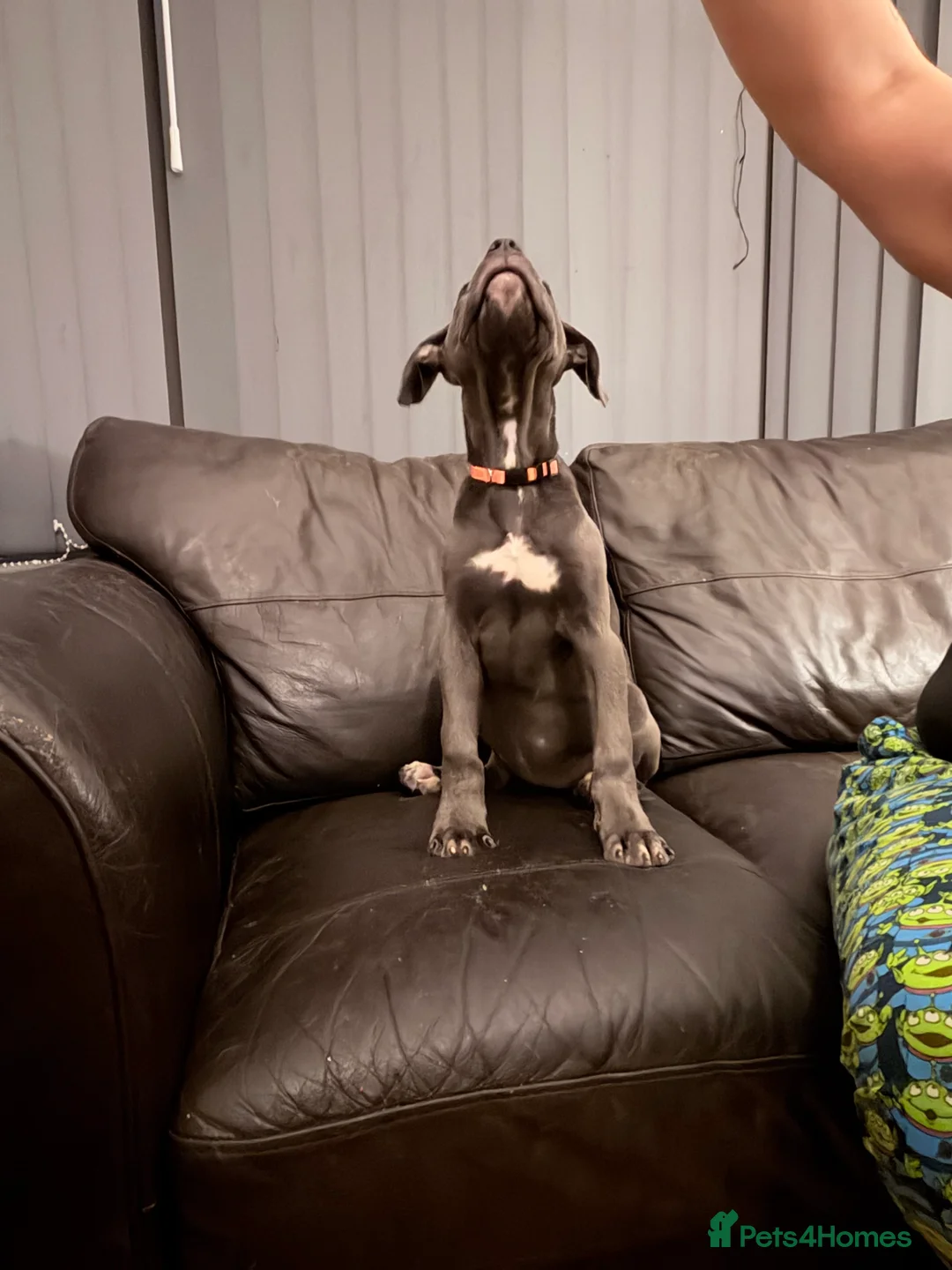 Cane Corso dogs for sale: Cane corso puppies - Advert 10