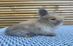 Angora rabbits for sale: Full Face English Angora’s  - Image 11