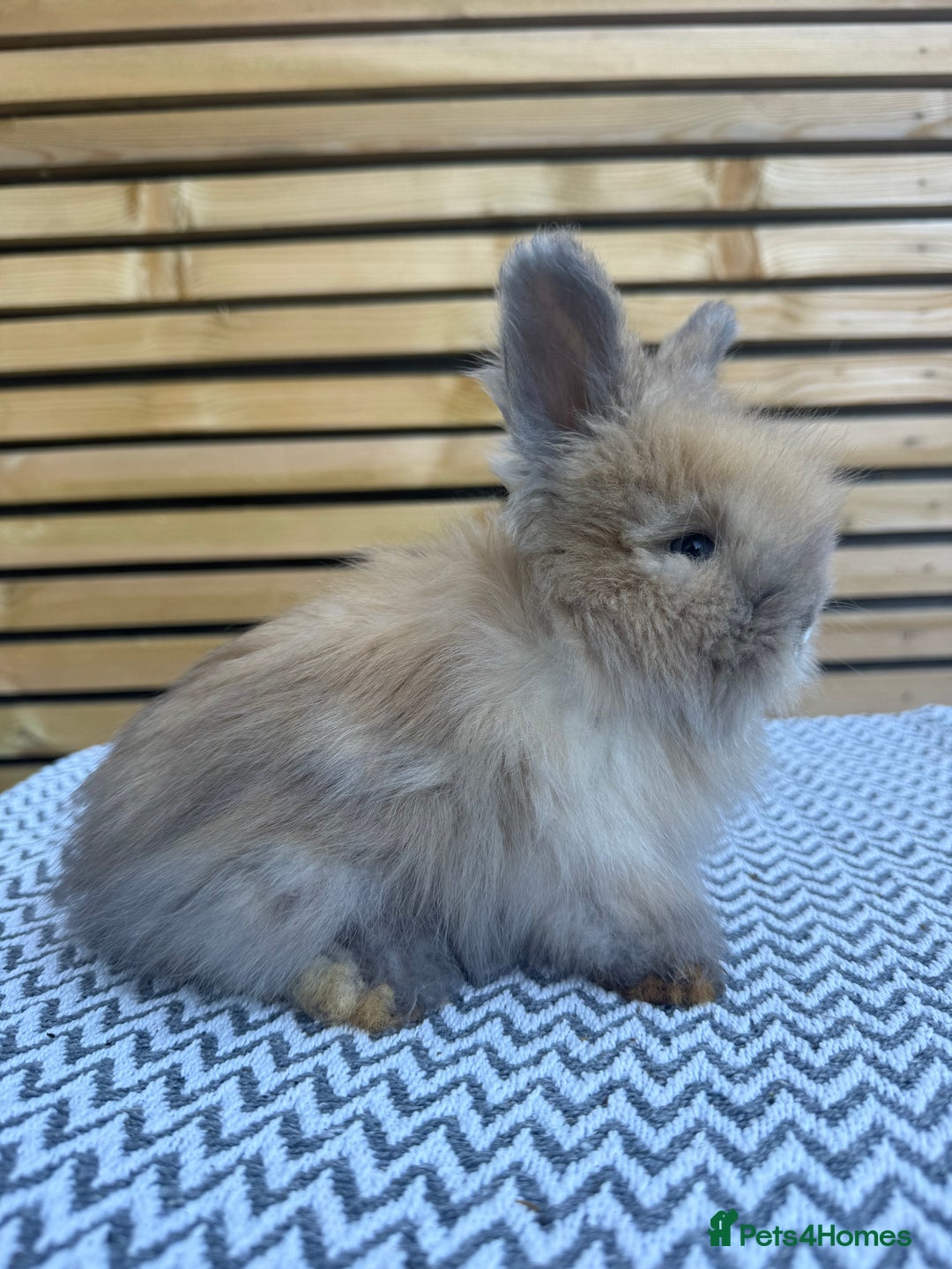 Angora rabbits for sale: Full Face English Angora’s  - Image 11